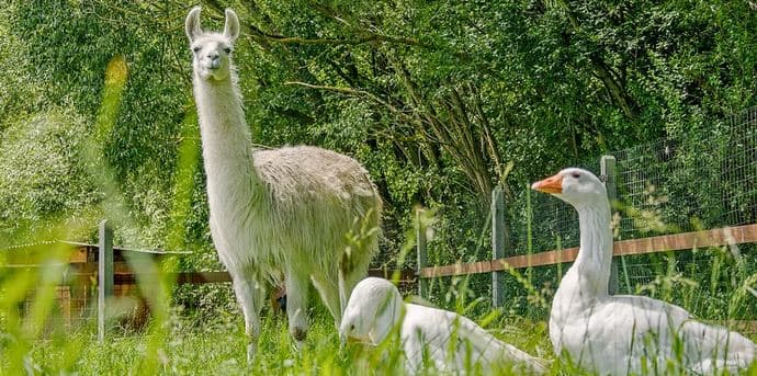 Procházka s lamou a piknik pro 2 osoby
