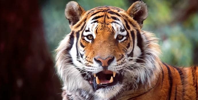VIP prohlídka ZOO Tábor pro 4