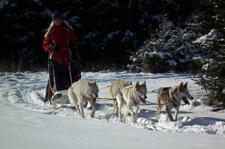 Mushing – jízda se psím spřežením