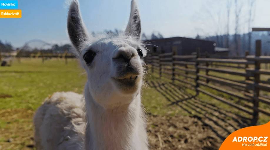 Roční vstup do Zoo Tábor