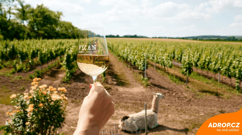 Na den vinařem: Od degustace vína po výrobu korbáčků
