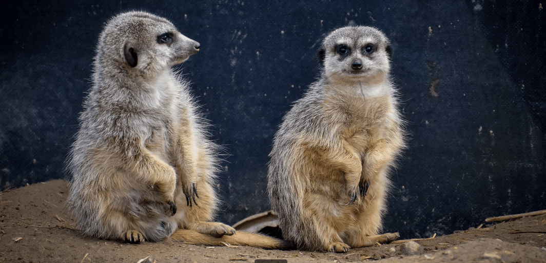 Zvířátka od ar po zubry: vstupné do zoologické zahrady v Táboře 