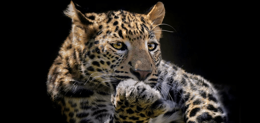 Vstup do Zoo Plasy i na fantasy minigolf, pro dítě či dospělého 