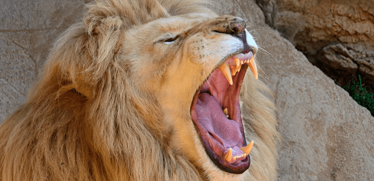 Zoo Plasy: krmení mývalů, surikat i šelem či možnost stát se na pár hodin ošetřovatelem 