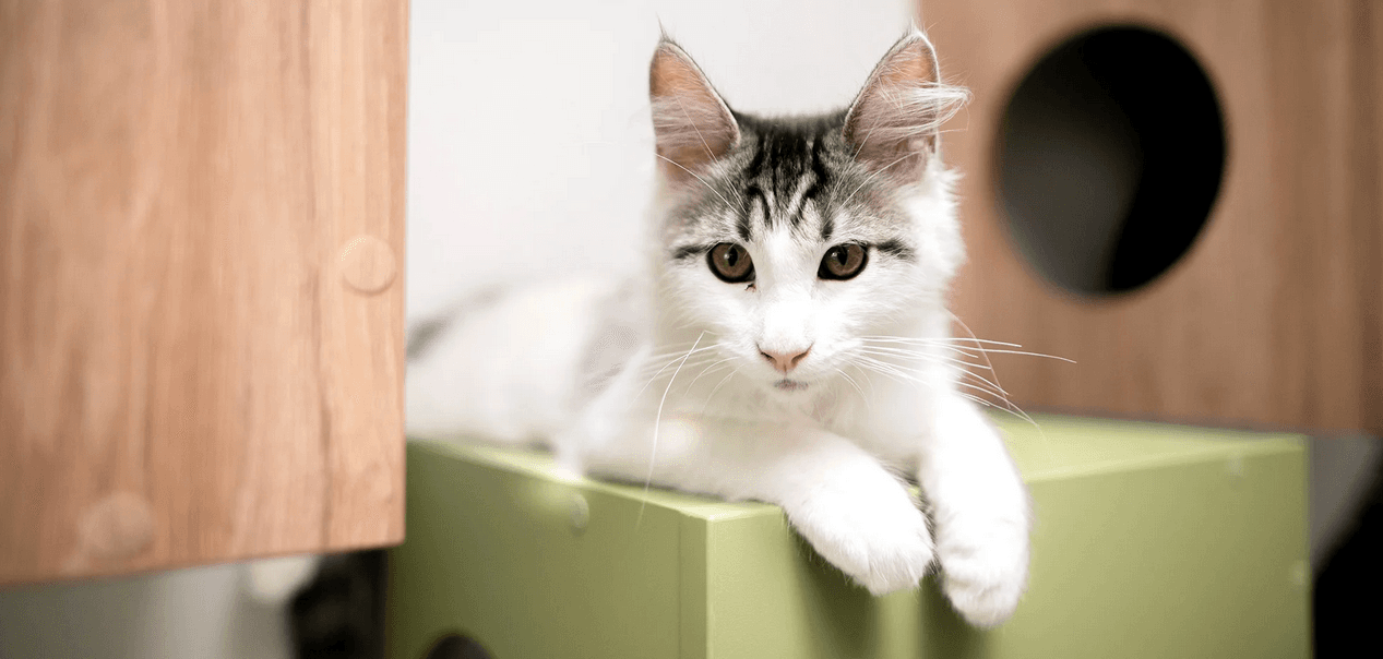 Otevřený voucher do kavárny Svět koček v hodnotě 300 Kč