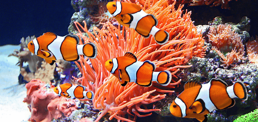 Obdivujte rybky z Mořského světa: vstupenky pro jednotlivce i celou rodinu 