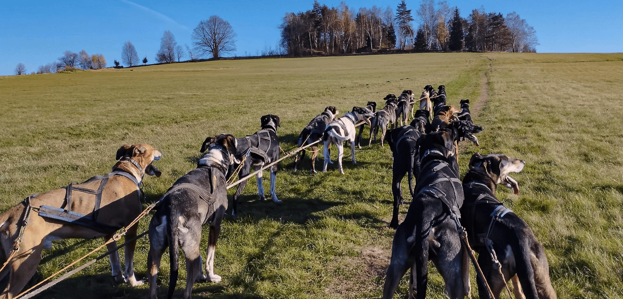 Projížďky se psím spřežením na saních či káře na 1 nebo 1,5 hod. pro 1 osobu 
