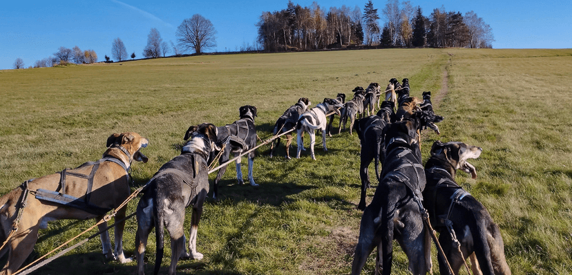 Projížďky se psím spřežením na saních či káře na 1 nebo 1,5 hod. pro 1 osobu 