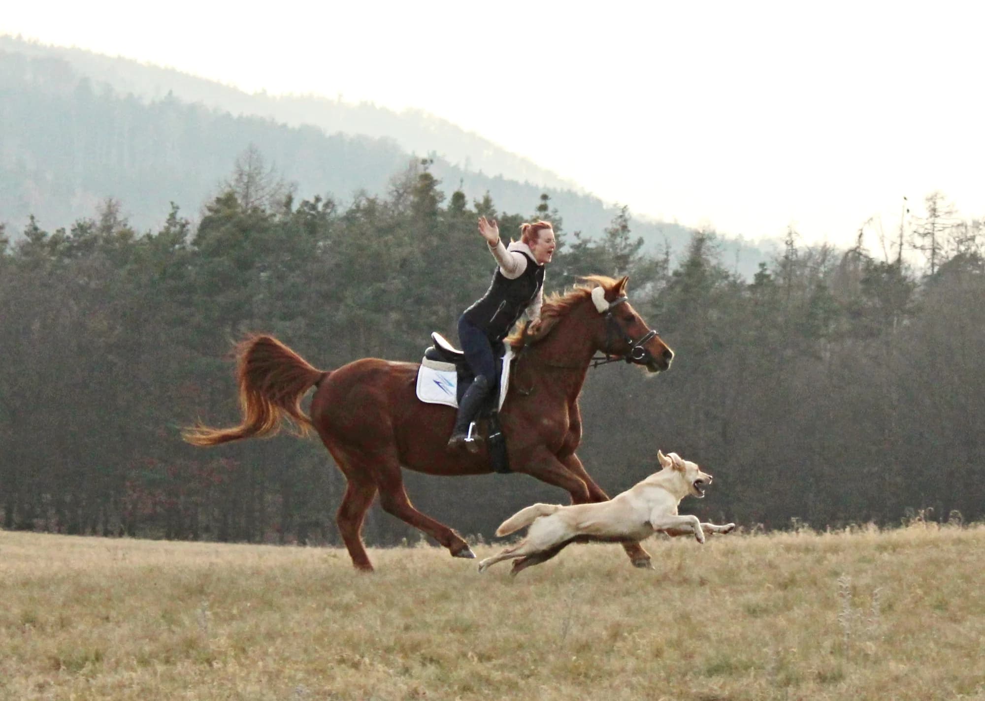 Putování na koních Brdskými lesy: pro začátečníky i pokročilé vč. vybavení