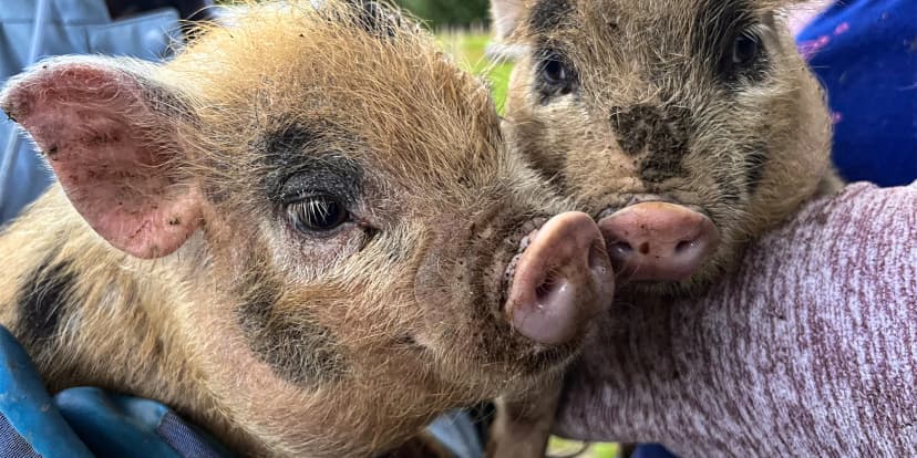 Procházka s kozou či koněm a pasení mini prasátek nebo ovcí na farmě v Jeseníkách