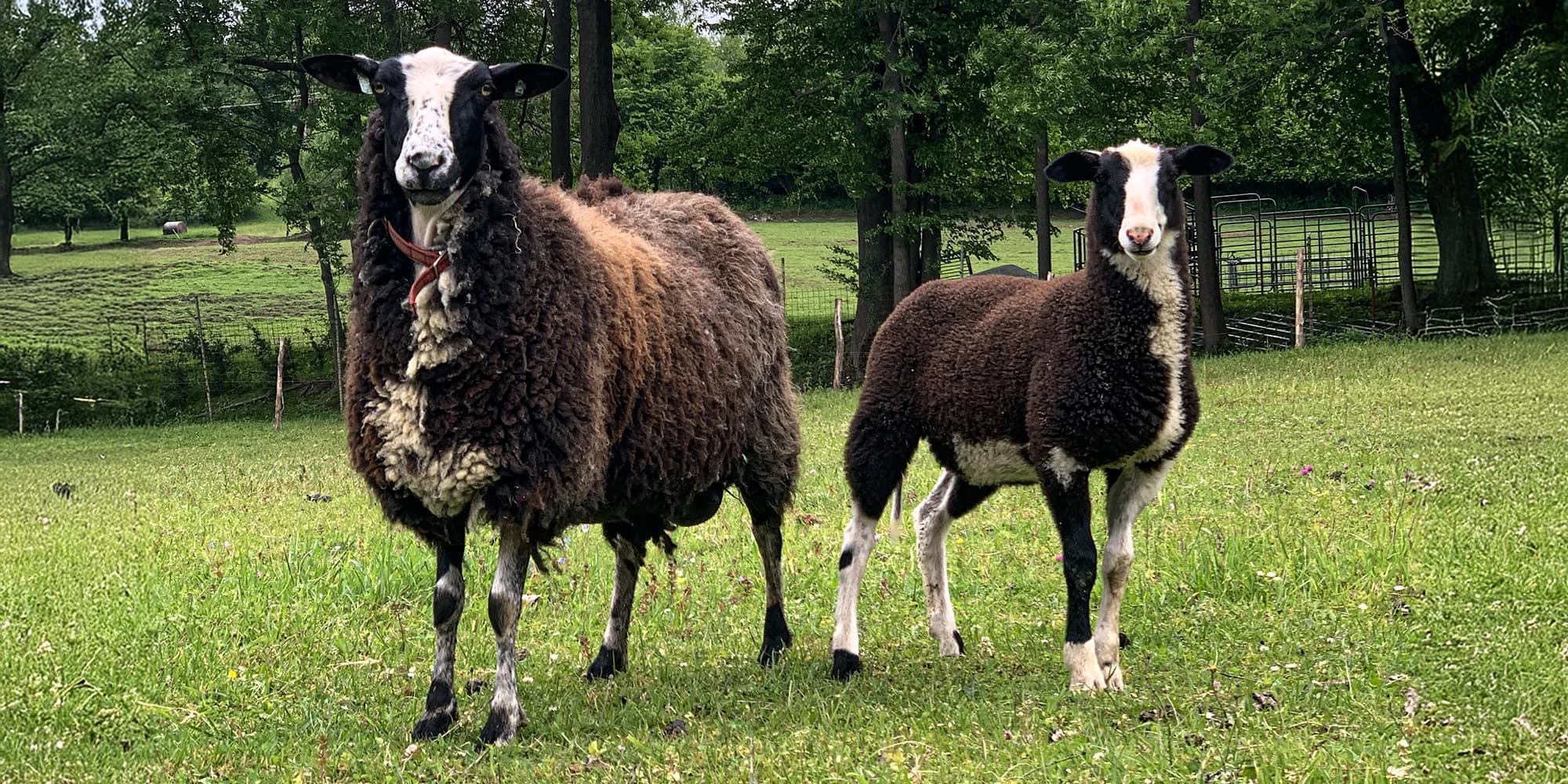 Procházka s kozou či koněm a pasení mini prasátek nebo ovcí na farmě v Jeseníkách