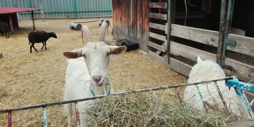 Prohlídka farmy s povídáním a krmením zvířátek i farmářem na zkoušku až pro 4 děti
