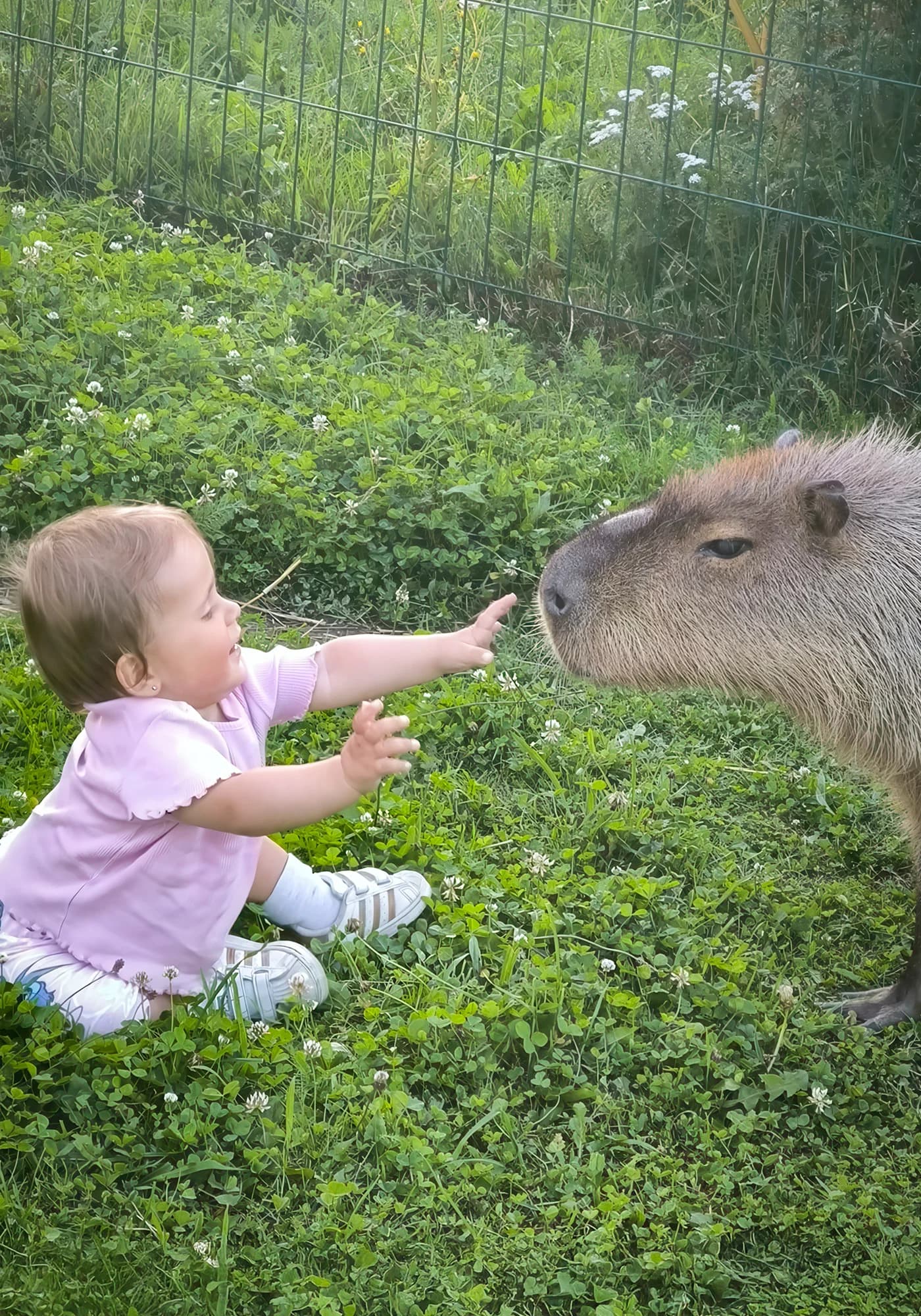 Zoo koutek Bezděz Dvůr: setkání s kapybarou, alpakami i opičkou pro děti a dospělé