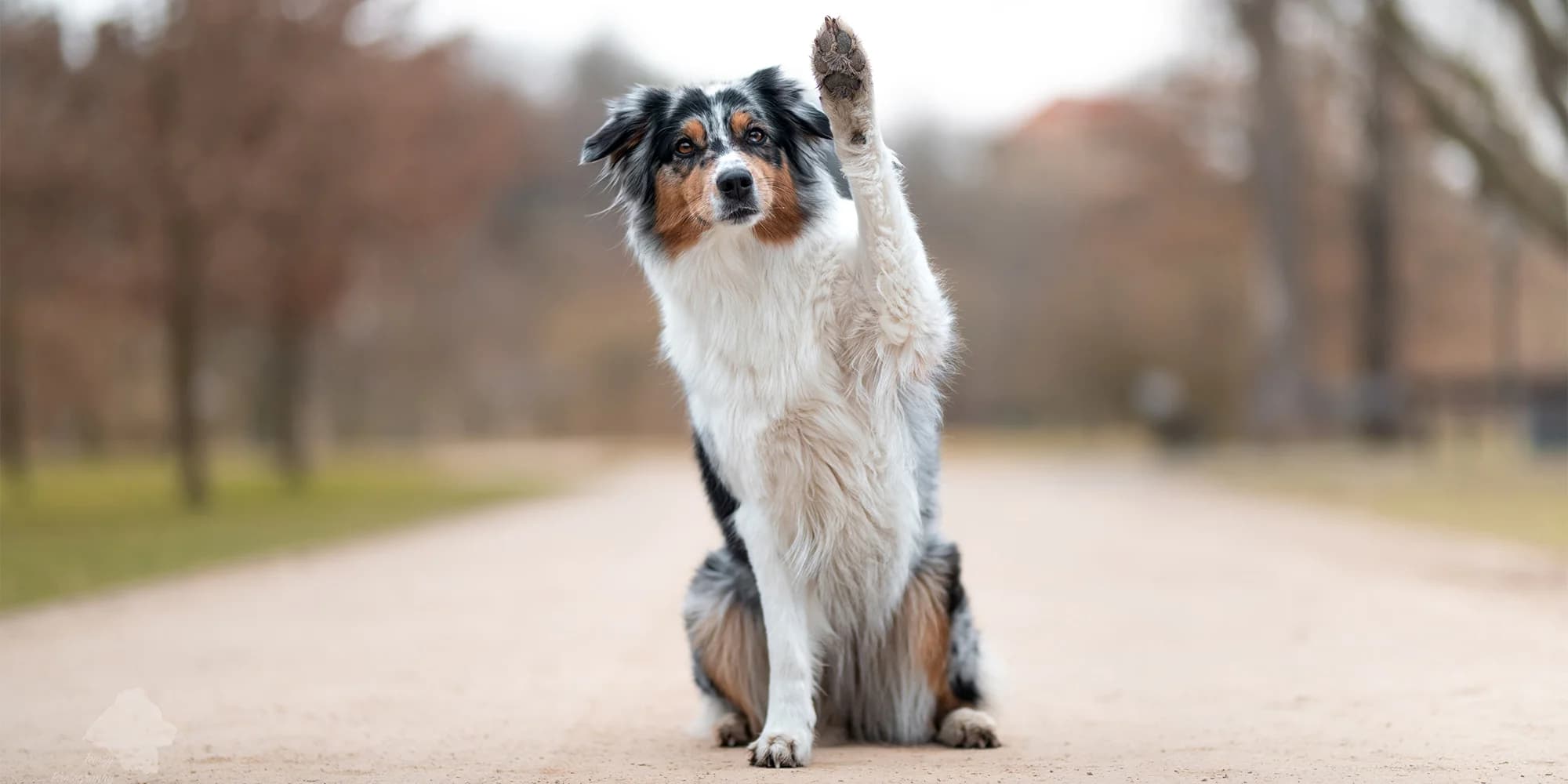 Profesionální focení vašeho domácího mazlíčka v přírodě: 5 až 20 upravených fotek