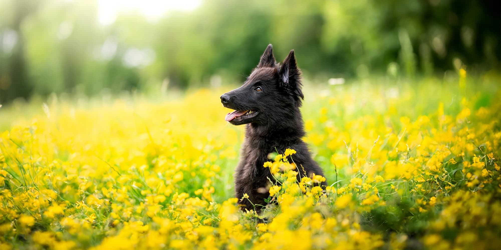 Profesionální focení vašeho domácího mazlíčka v přírodě: 5 až 20 upravených fotek