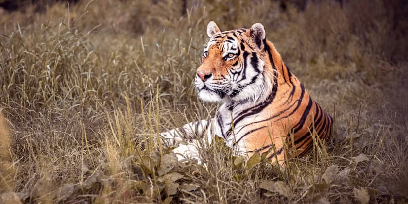 VIP vstup do ZOO Tábor až pro 4 milovníky zvířat: 90 minut s ošetřovatelem