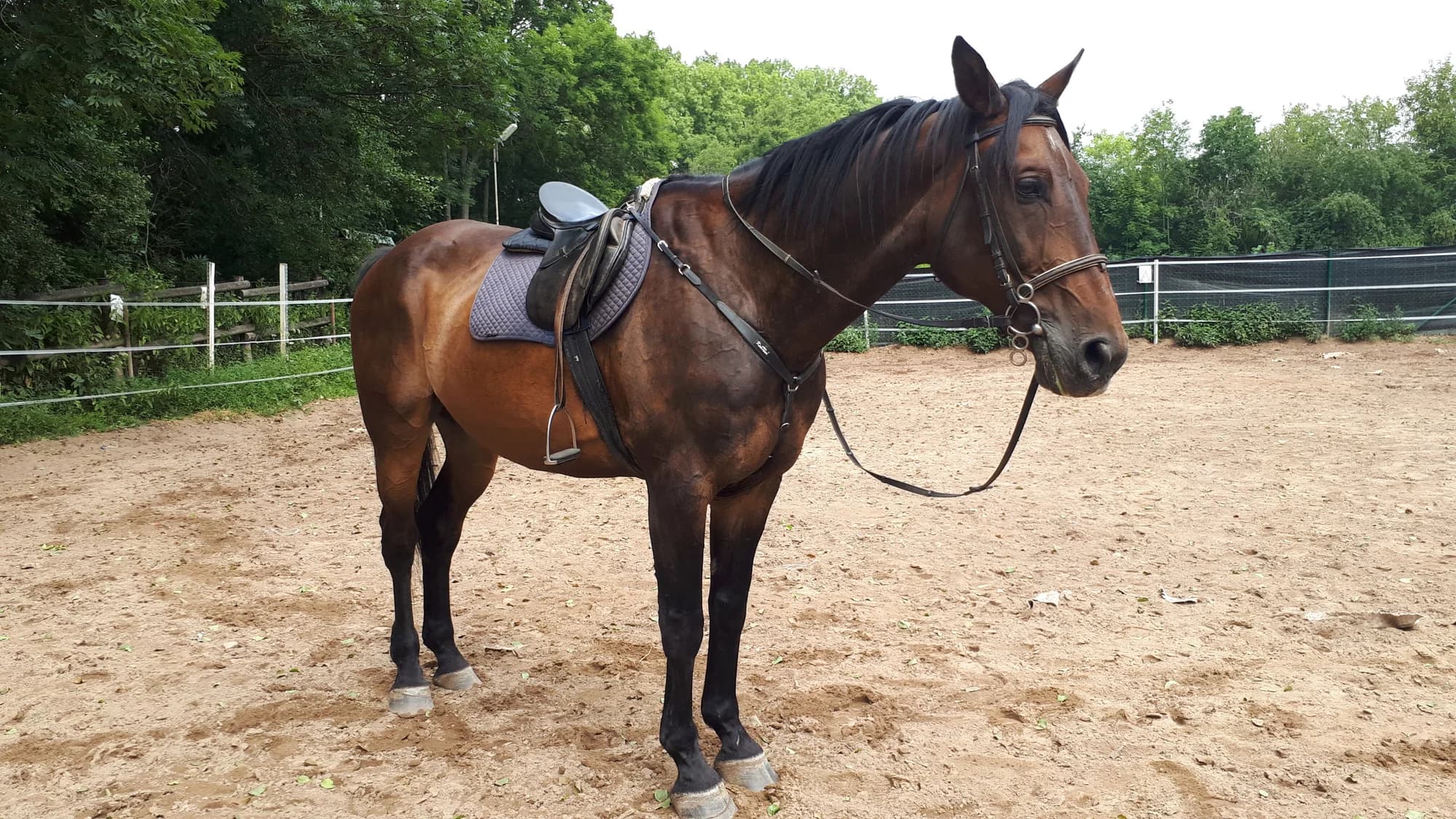 Zážitková vyjížďka na koni s jezdeckou školou Macek pro děti i dospělé