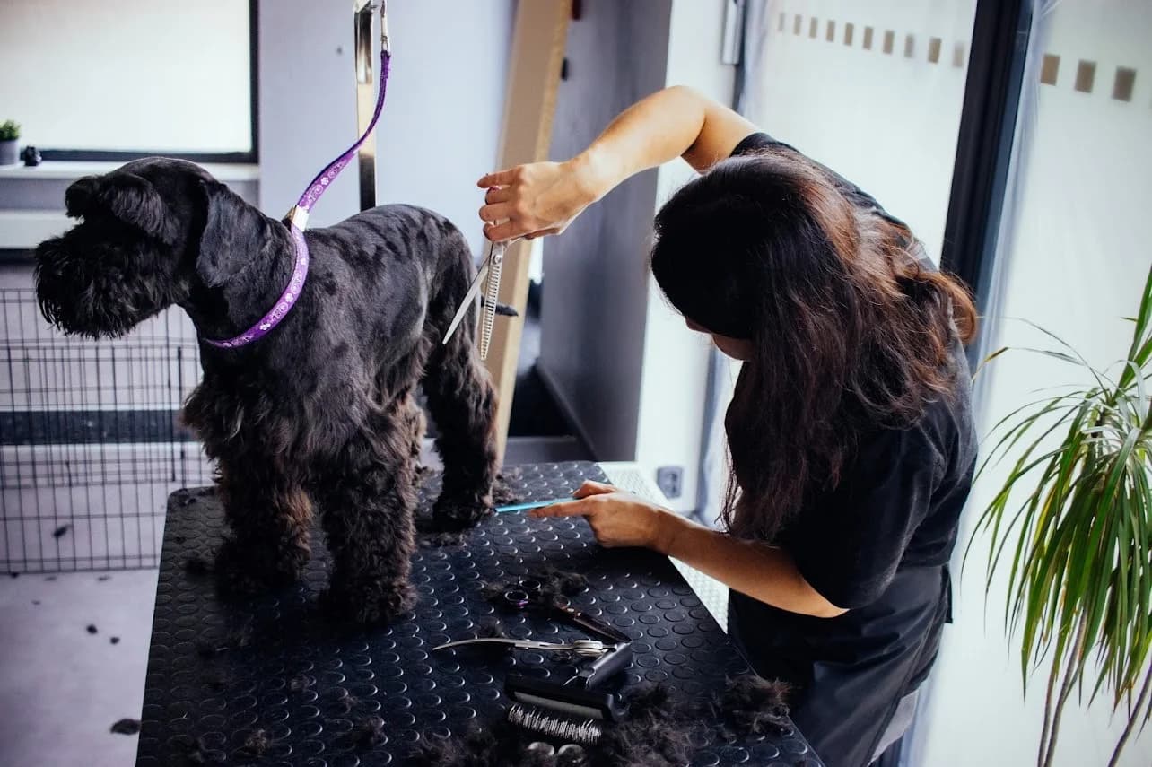Kompletní péče o psy v dejvickém Pet´s Grooming & Spa: koupání, česání i střihání drápků a čištění uší