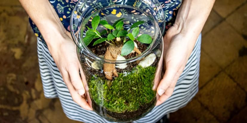 Dejte zelenou novému koníčku: workshop na vytvoření suchomilného terária