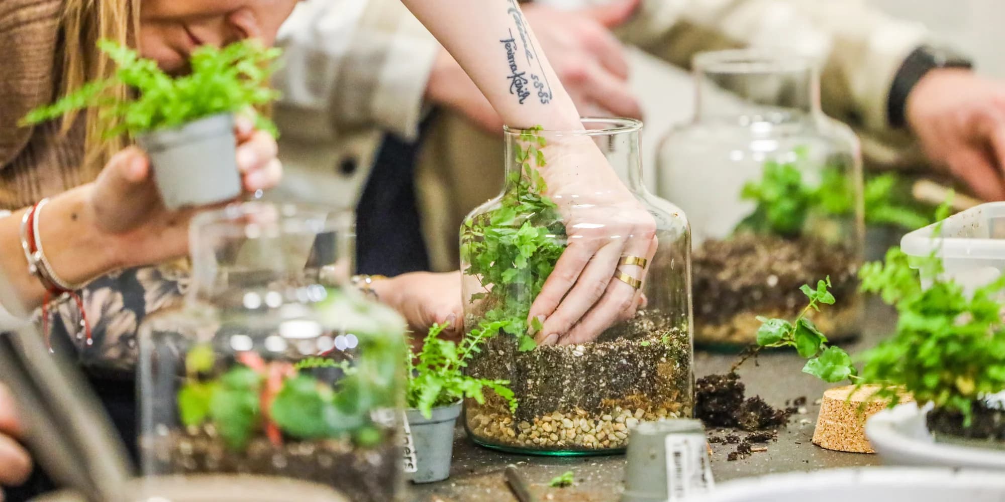 Dejte zelenou novému koníčku: workshop na vytvoření suchomilného terária