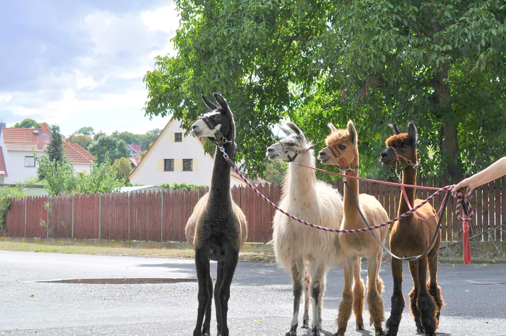 Lamatreking: procházka s lamami a alpakami, 1,5 hodiny, další osoby lze připlatit