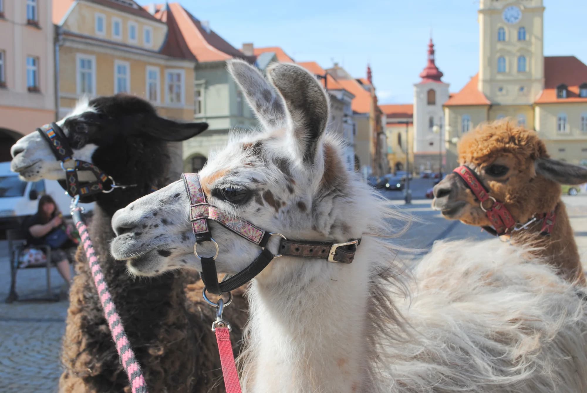 Lamatreking: procházka s lamami a alpakami, 1,5 hodiny, další osoby lze připlatit