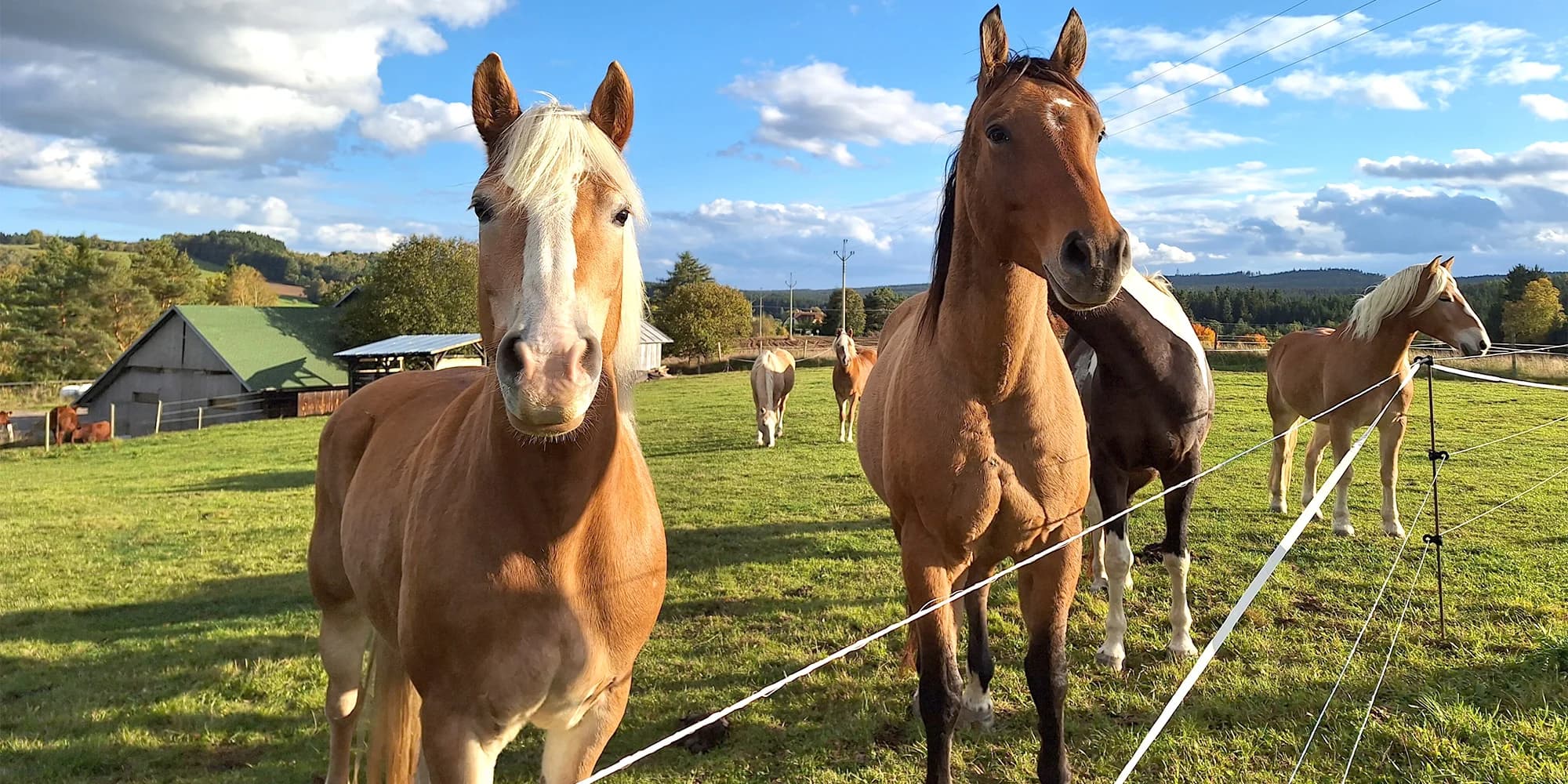 2 hodiny farmářem: péče o koně a další zvířátka, jako výslužka kozí mléko a plato vajec