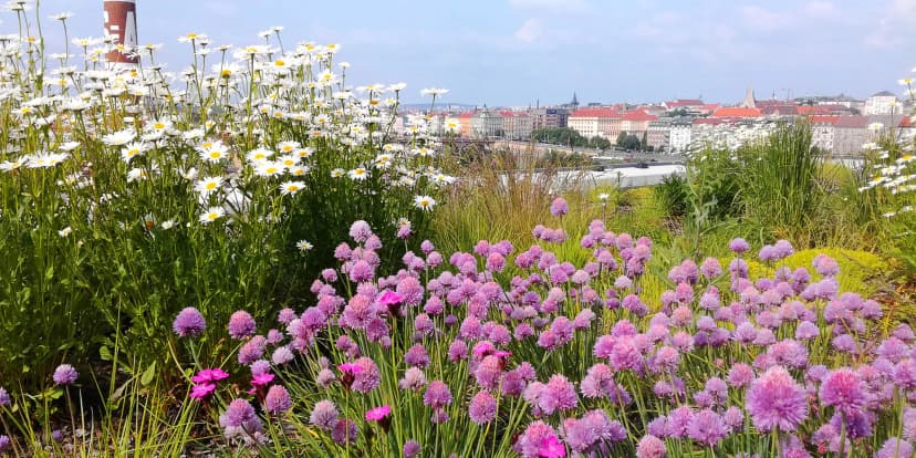 Zkrášlení zahrady v Praze a okolí: 90 min. odborné konzultace na místě