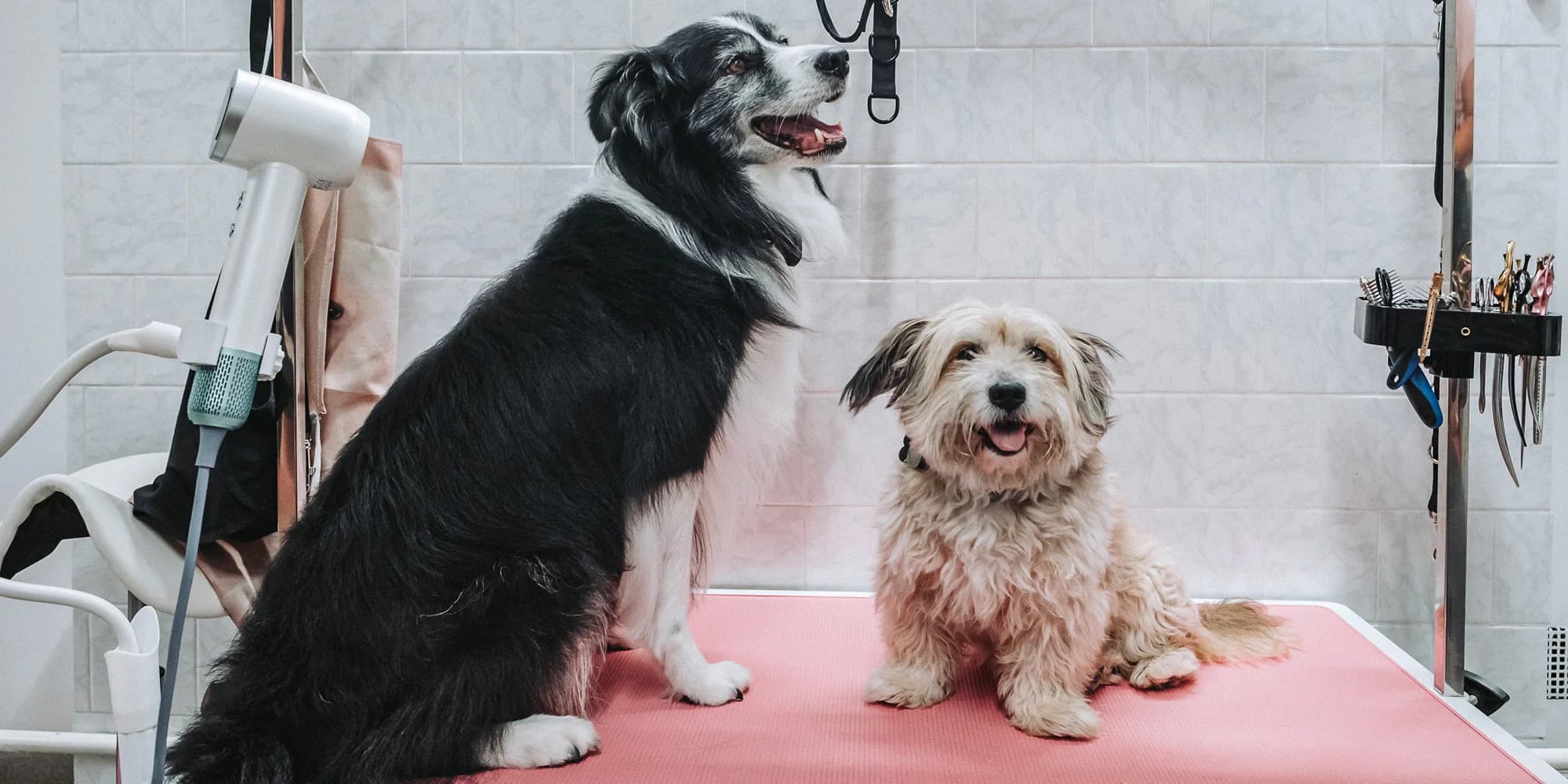 Wellness pro malé i velké psy nebo psí dentální hygiena