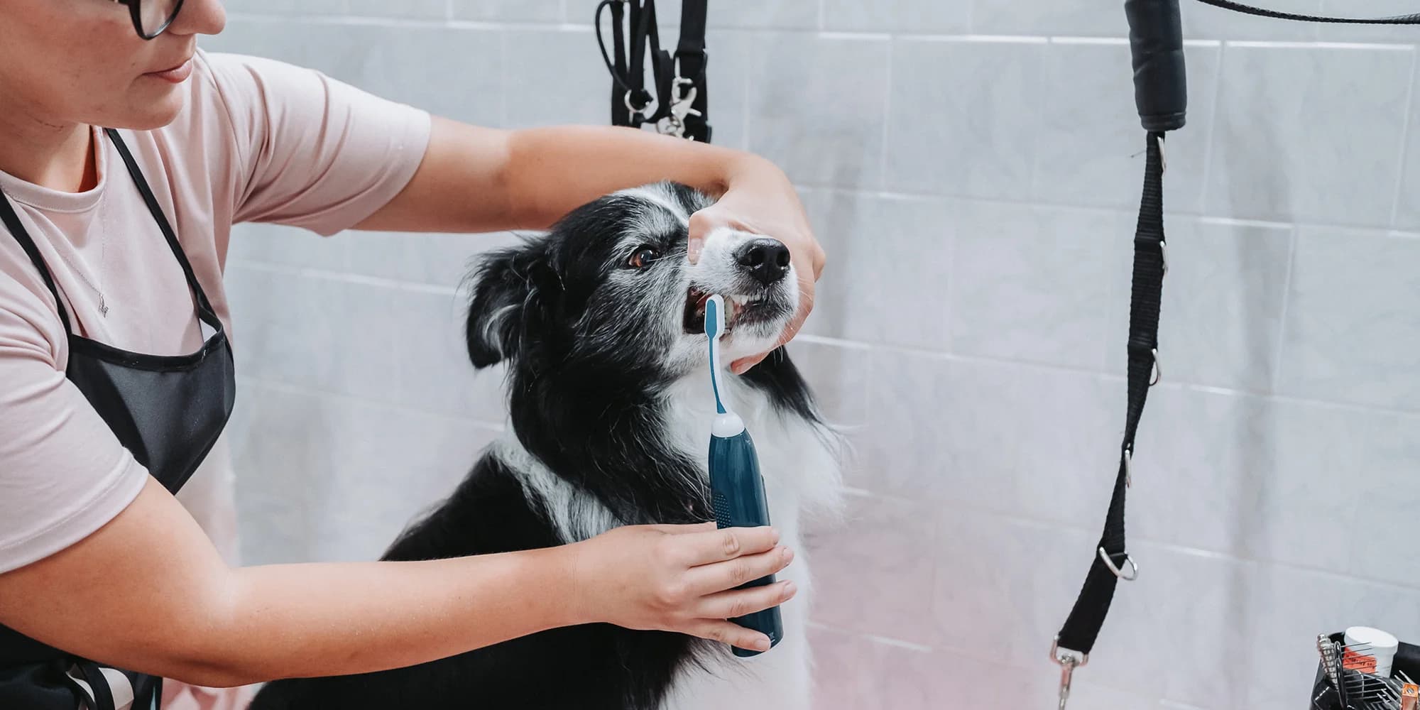 Wellness pro malé i velké psy nebo psí dentální hygiena