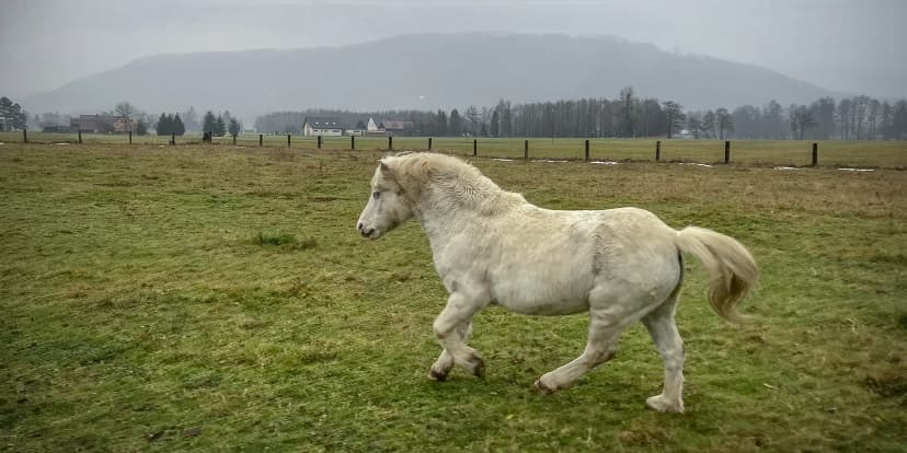 30-60minutová projížďka na poníkovi pro děti i návštěva farmy se zvířátky