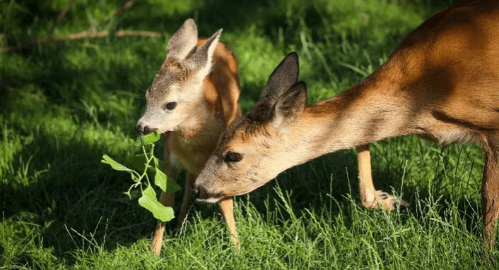 Zoocentrum Srdov - ideální místo pro milovníky přírody