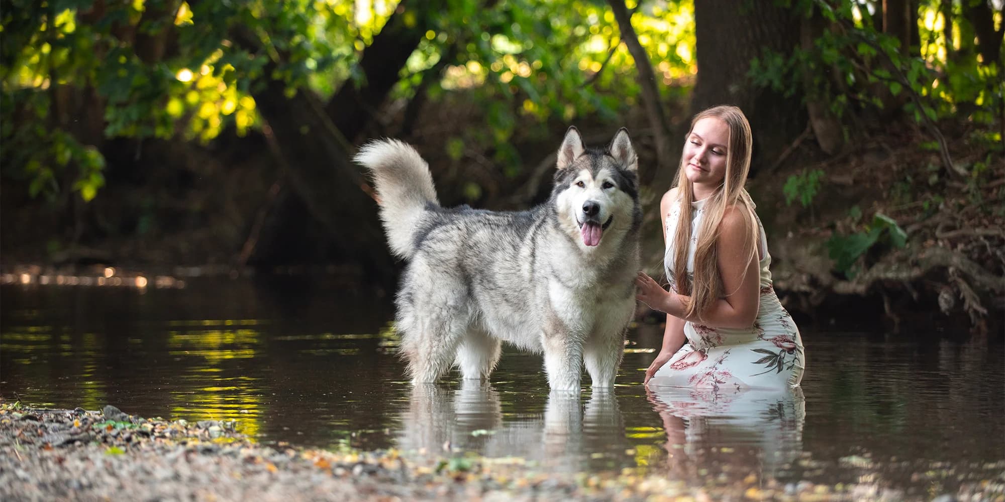Profesionální fotografování psů: 6–20 upravených snímků