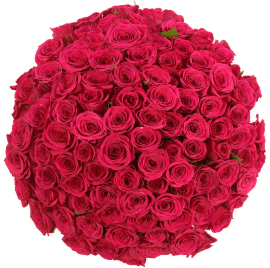 Florea - výprodej kytice 100 růží, 40 cm