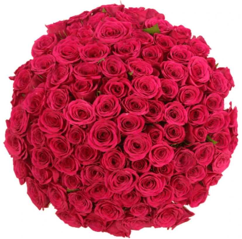 Florea - výprodej kytice 100 růží, 40 cm