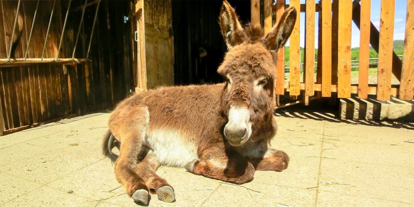 Rodinný den na zážitkové farmě: seznámení s oslíky, kozami a severskými psy