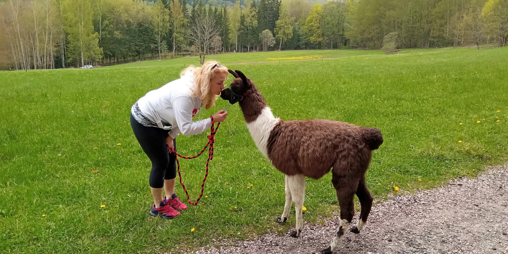 Lamatreking v Krkonoších pro 2 osoby: 1,5 či 3,5km okruh i krmení po návratu