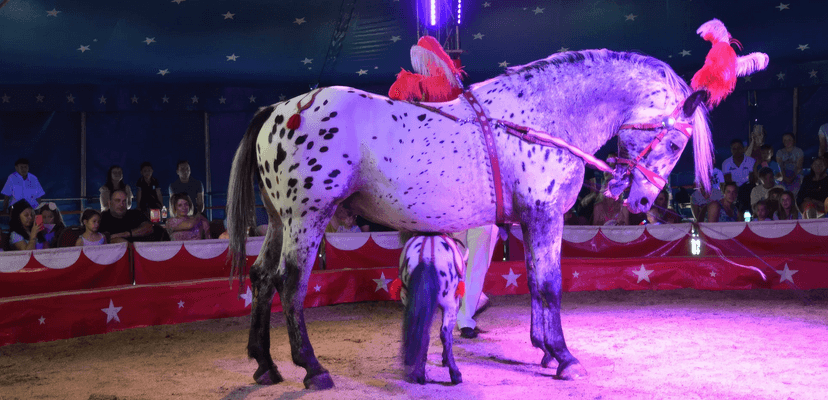 Nová show Cirkusu Šimek: vstupenky pro děti i dospělé