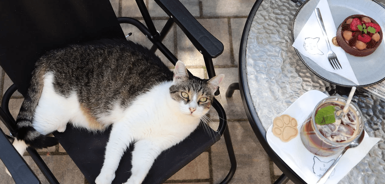 V kočičí společnosti: otevřený voucher do kočičí kavárny