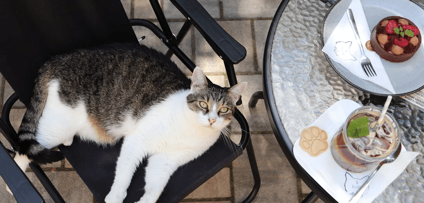 V kočičí společnosti: otevřený voucher do kočičí kavárny