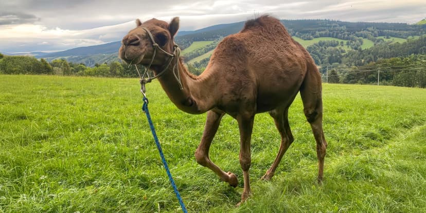 Cameltreking: procházka s velbloudem pro 2 osoby, okruh na 1,5 či 3,5 km