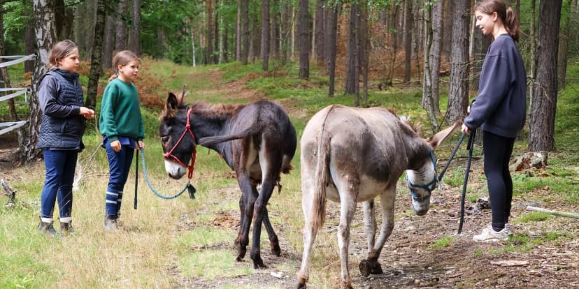 Procházka s oslíkem na Plzeňsku: zážitek pro jednotlivce i celou rodinu