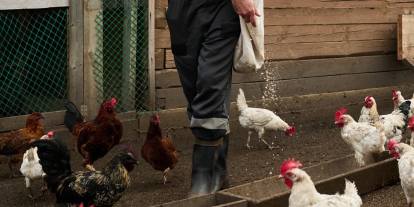 Na chvíli farmářem na Záhoří: 3 hodiny péče o zvířata a za odměnu frizzante