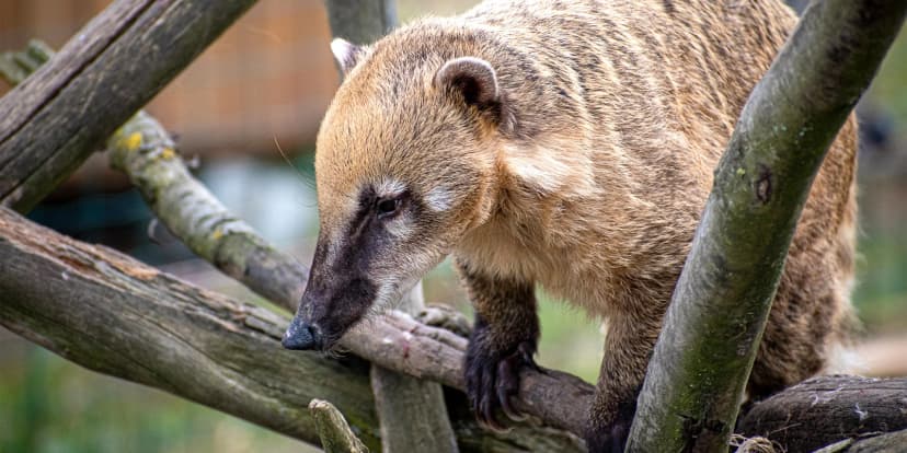 VIP vstup do ZOO Tábor až pro 4 milovníky zvířat: 90 minut s ošetřovatelem