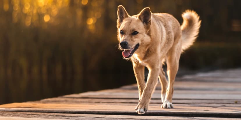 Fotografování zvířat v exteriéru: 2, 5, 10 nebo 25 upravených fotografií