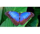 Tropická zahrada se stovkami motýlů | Slevomat
