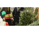 Živý vánoční stromek v hodnotě 500kč | Radiomat