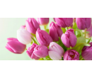 Čerstvé tulipány v šesti barvách | Slevomat