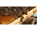 Exkurze na včelí farmě pro dvě osoby | Slevomat