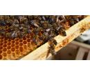 Exkurze na včelí farmě pro jednu osobu | Slevomat